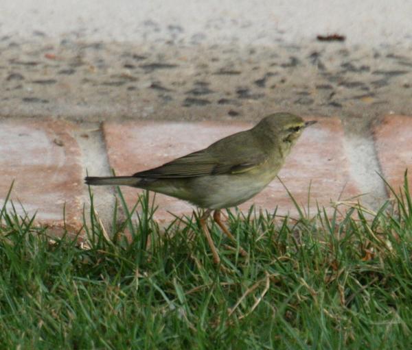 Willow Warbler Willow Warbler