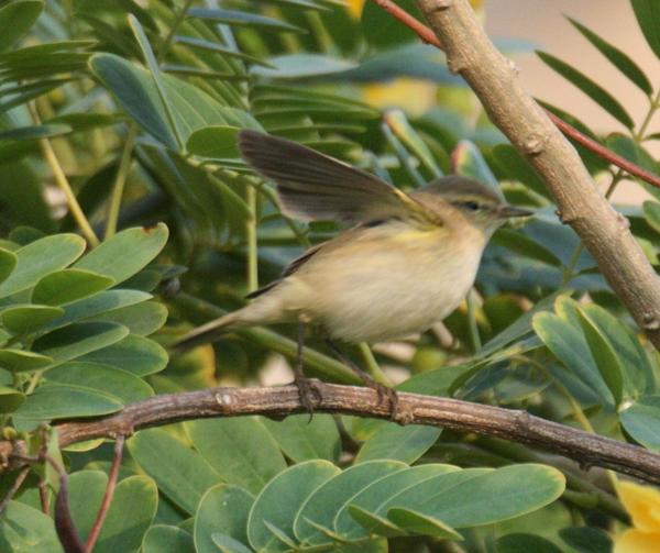Chiffchaff Chiffchaff