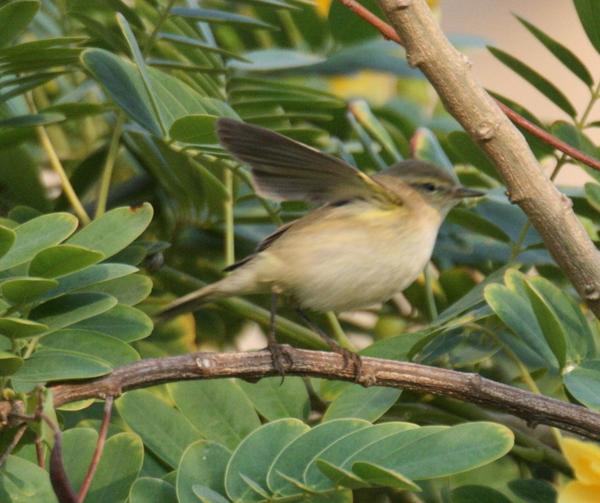 Chiffchaff