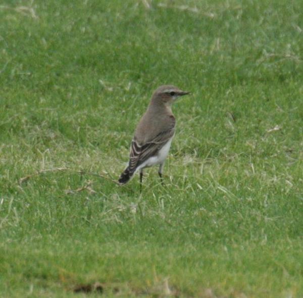 Hooded Wheatear