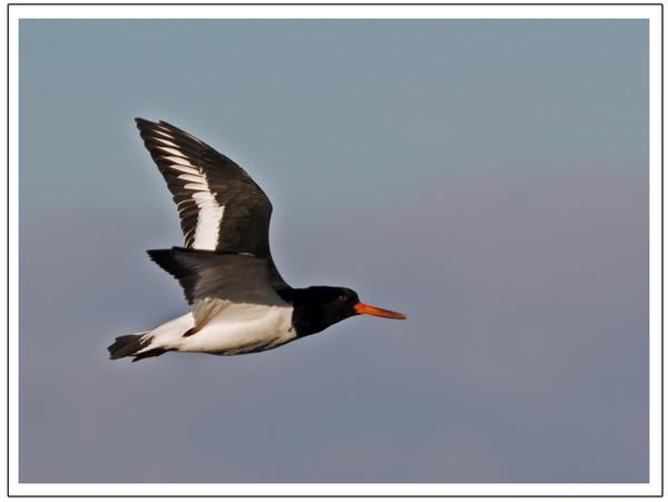 Eurasian Oystercatcher