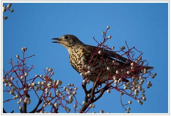 Mistle Thrush