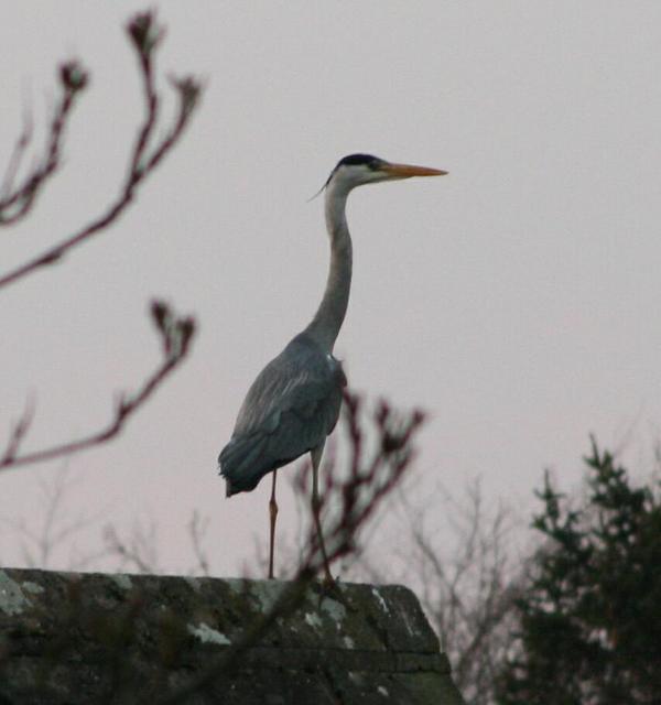 Grey Heron Grey Heron