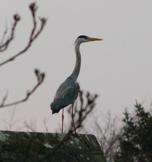 Grey Heron