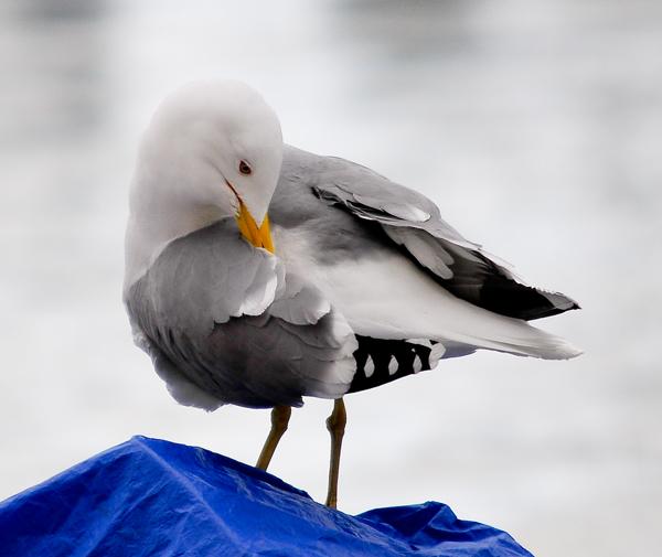 Herring Gull