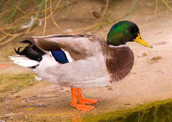 Mallard