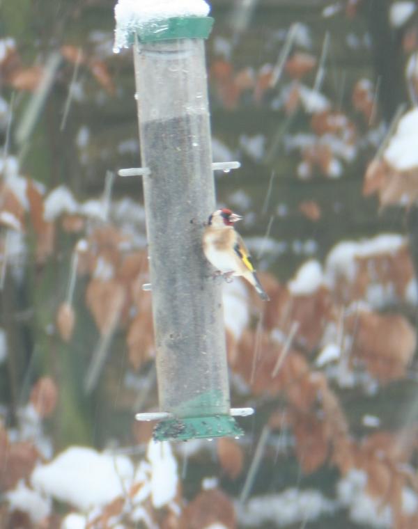 European Goldfinch European Goldfinch