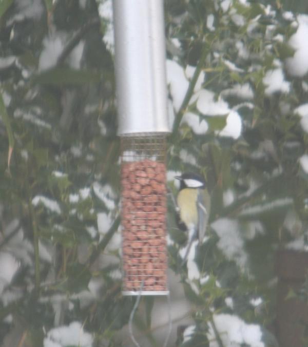 Great Tit