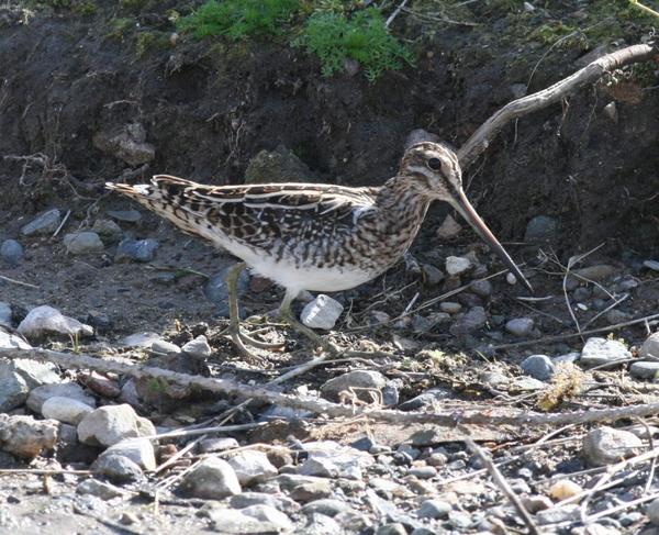 Common Snipe Common Snipe
