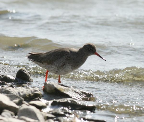 Redshank