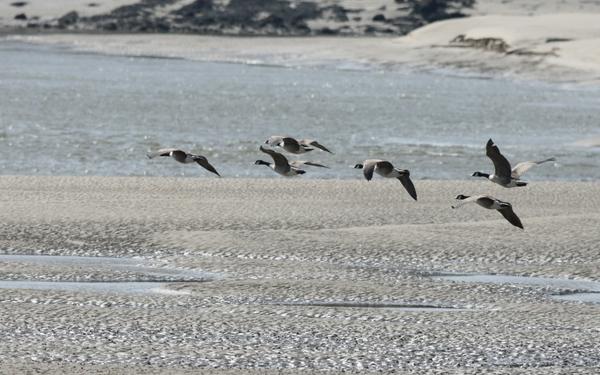 Canada Goose