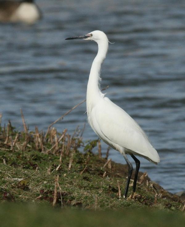 Little Egret Little Egret