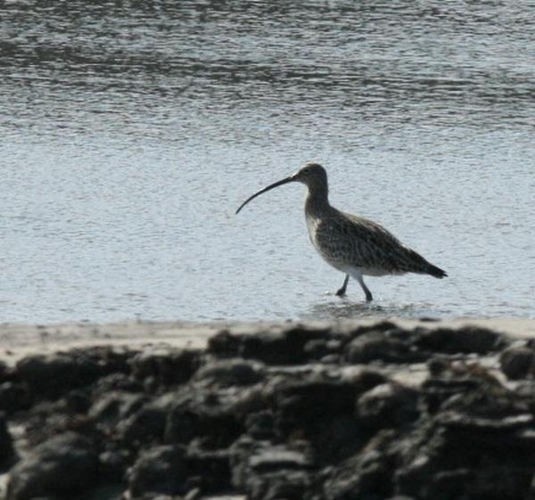 Whimbrel Whimbrel
