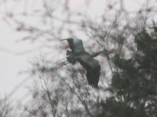 Grey Heron Grey Heron