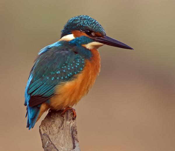 Common Kingfisher