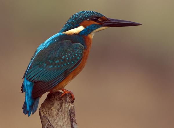 Common Kingfisher