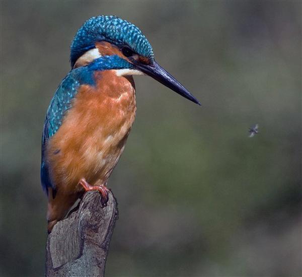 Common Kingfisher Common Kingfisher