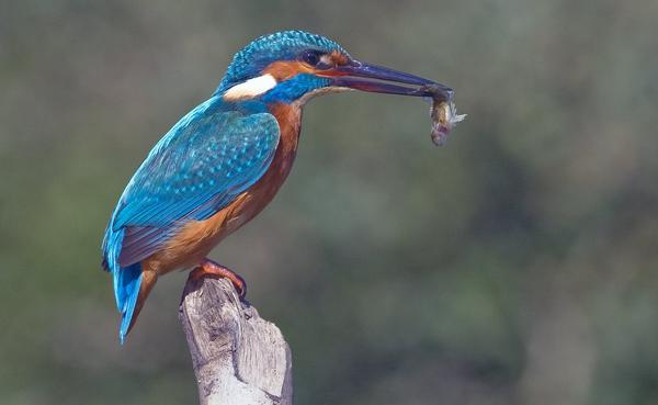 Common Kingfisher