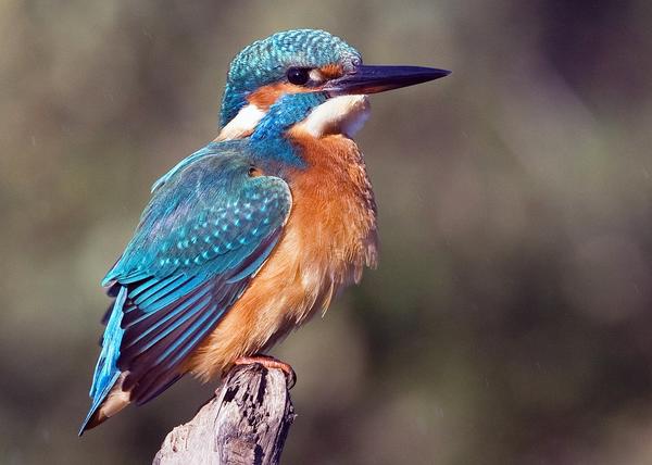 Common Kingfisher