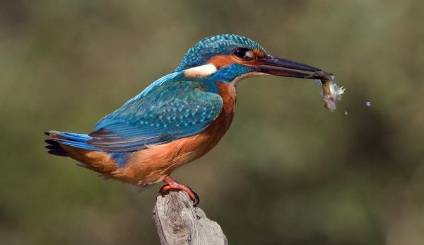 Common Kingfisher