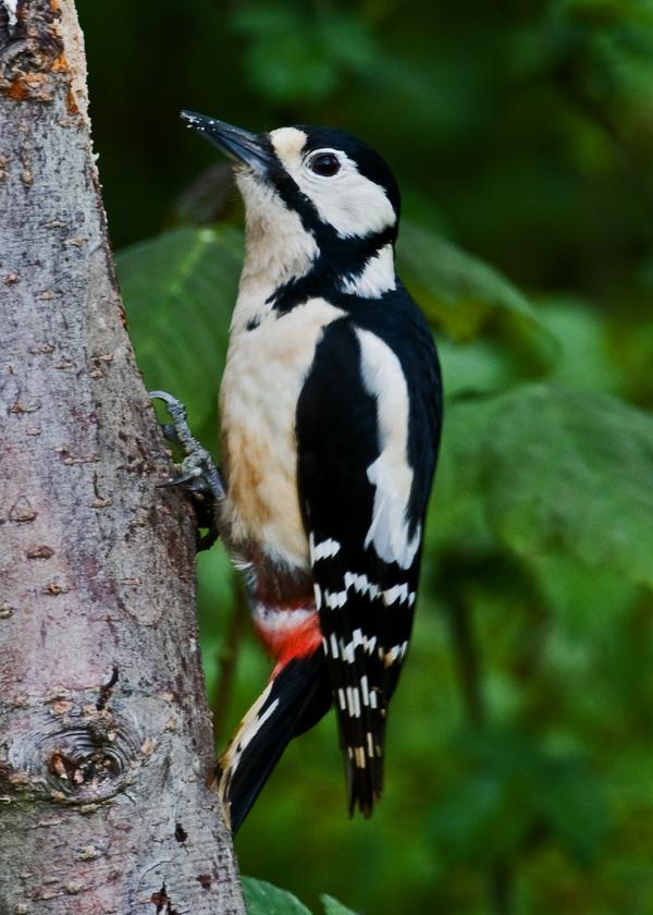 Great Spotted Woodpecker