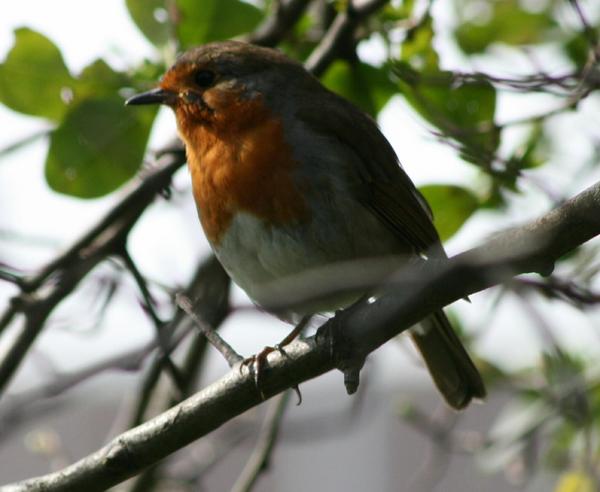 European Robin