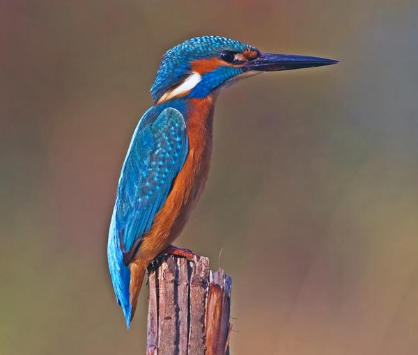 Common Kingfisher