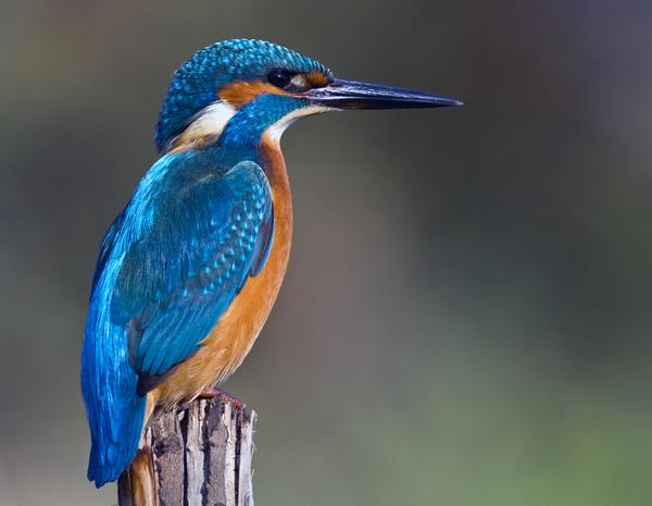 Common Kingfisher Common Kingfisher