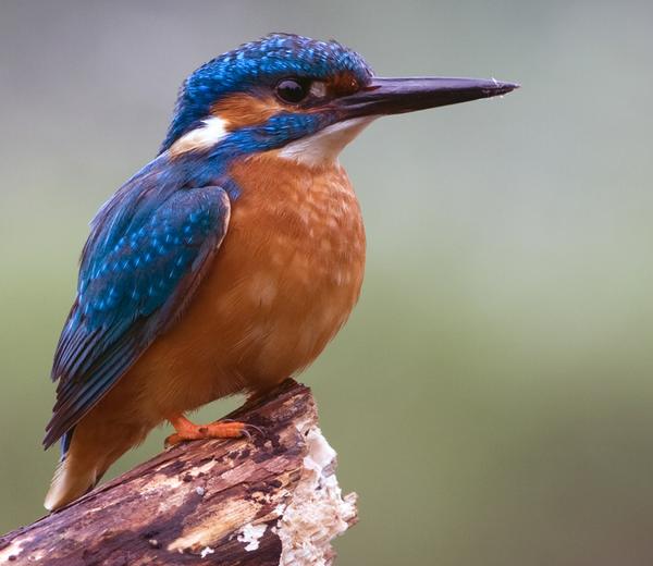 Common Kingfisher