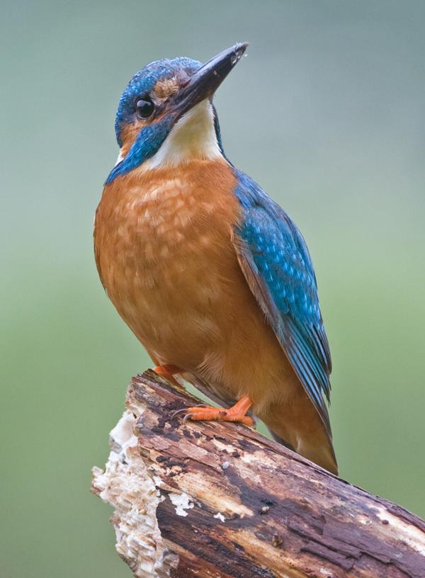Common Kingfisher Common Kingfisher