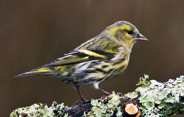 Eurasian Siskin Eurasian Siskin
