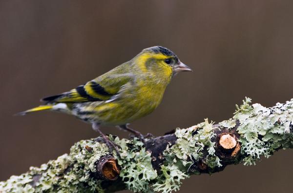 Eurasian Siskin Eurasian Siskin