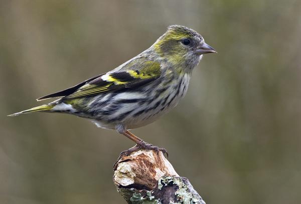 Eurasian Siskin