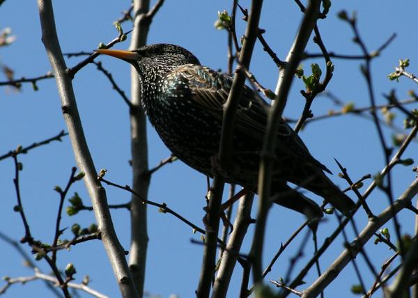 European Starling