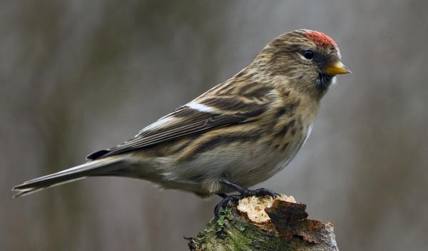 Lesser Redpoll Lesser Redpoll