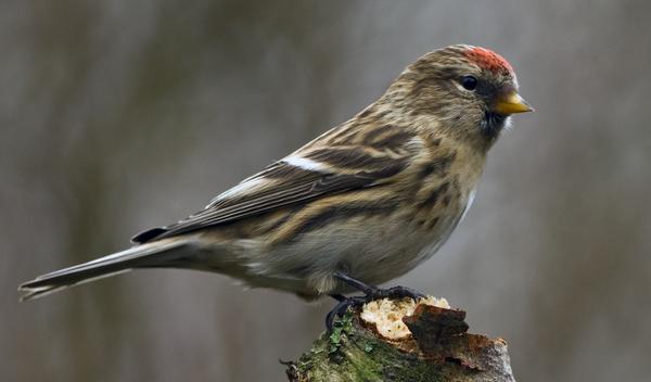 Lesser Redpoll