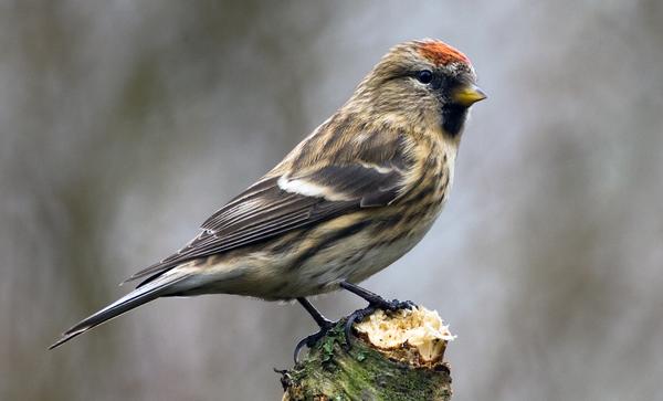 Lesser Redpoll Lesser Redpoll