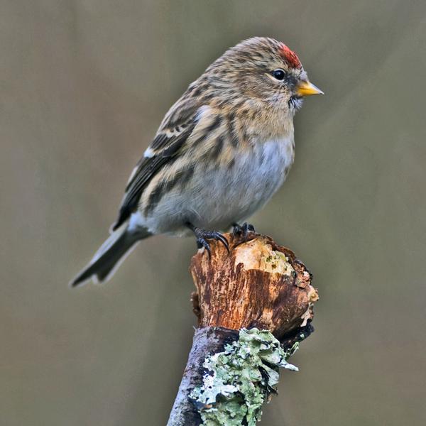 Lesser Redpoll Lesser Redpoll