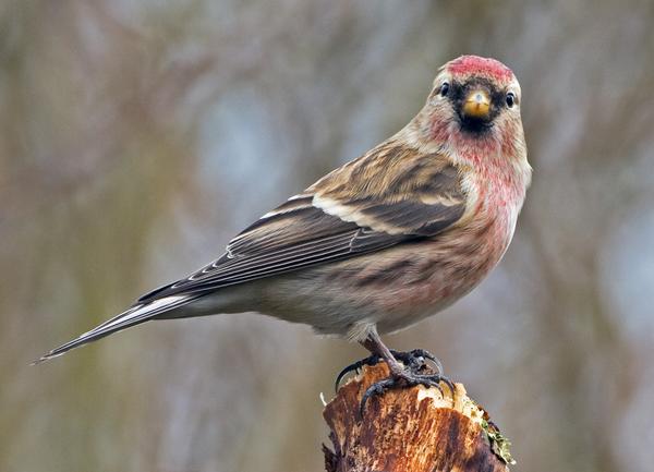 Lesser Redpoll Lesser Redpoll