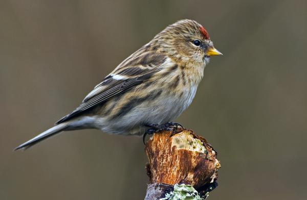 Lesser Redpoll Lesser Redpoll