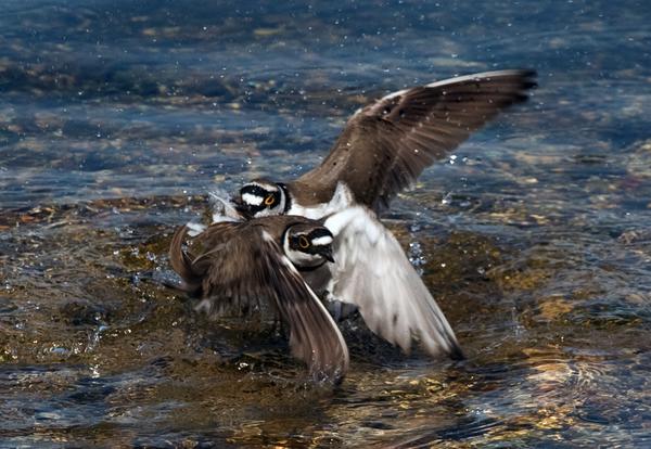 Little Ringed Plover