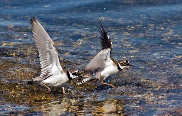Little Ringed Plover Little Ringed Plover