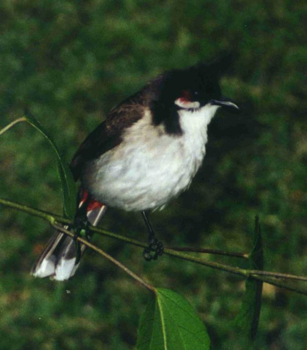 Red Whiskered Bulbul