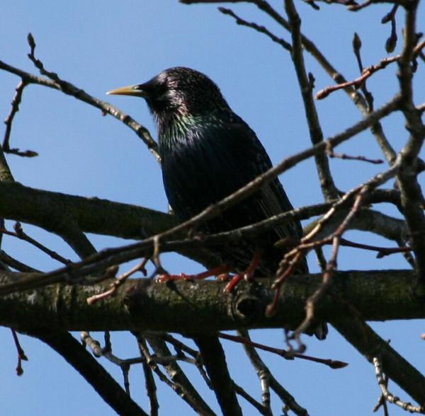 European Starling