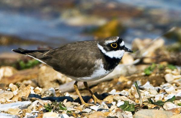 Little Ringed Plover