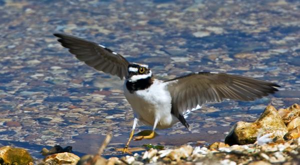 Little Ringed Plover Little Ringed Plover