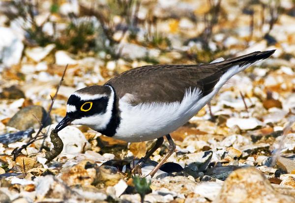 Little Ringed Plover Little Ringed Plover