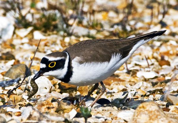 Little Ringed Plover