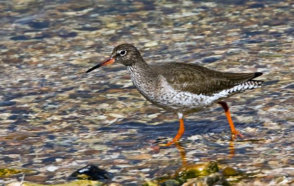 Redshank