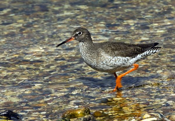 Redshank Redshank